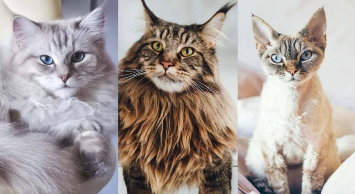 Feline Fascination: Discovering the Unique World of Cat Breeds